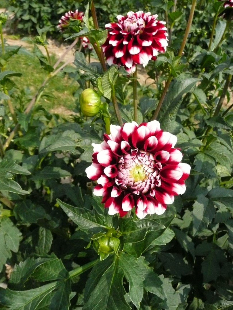 Dahlia Checkers Tubers