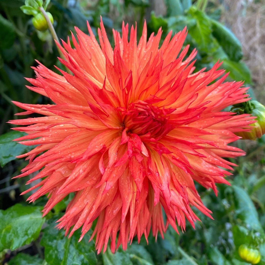 Dahlia Cheyenne Chieftain Tubers