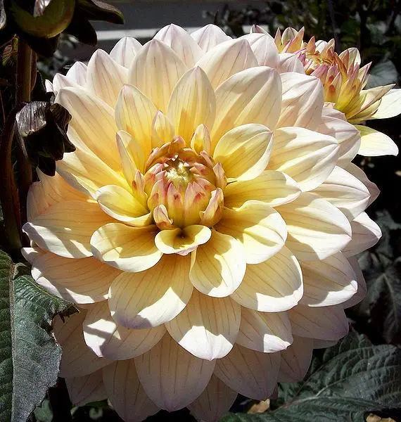 Dahlia Chianti Tubers