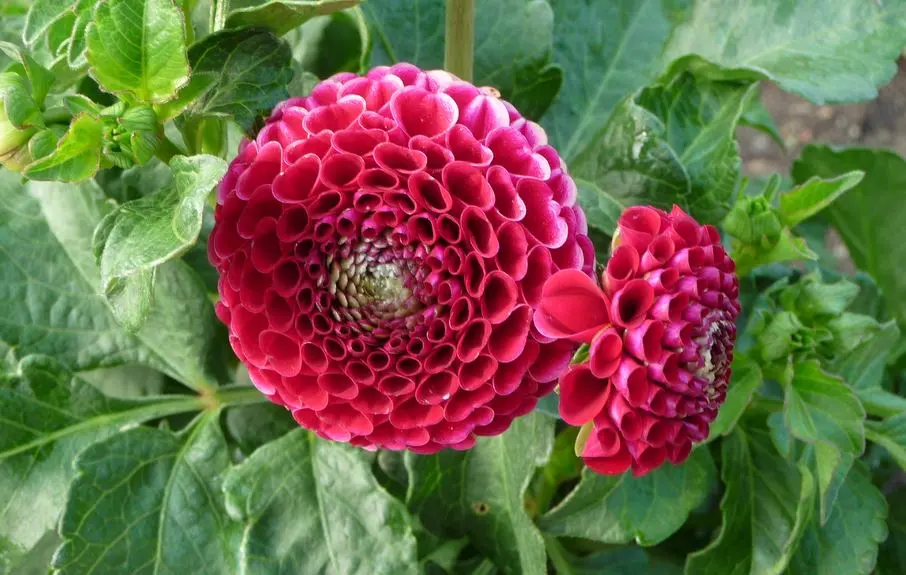 Dahlia Chick a dee US Tubers