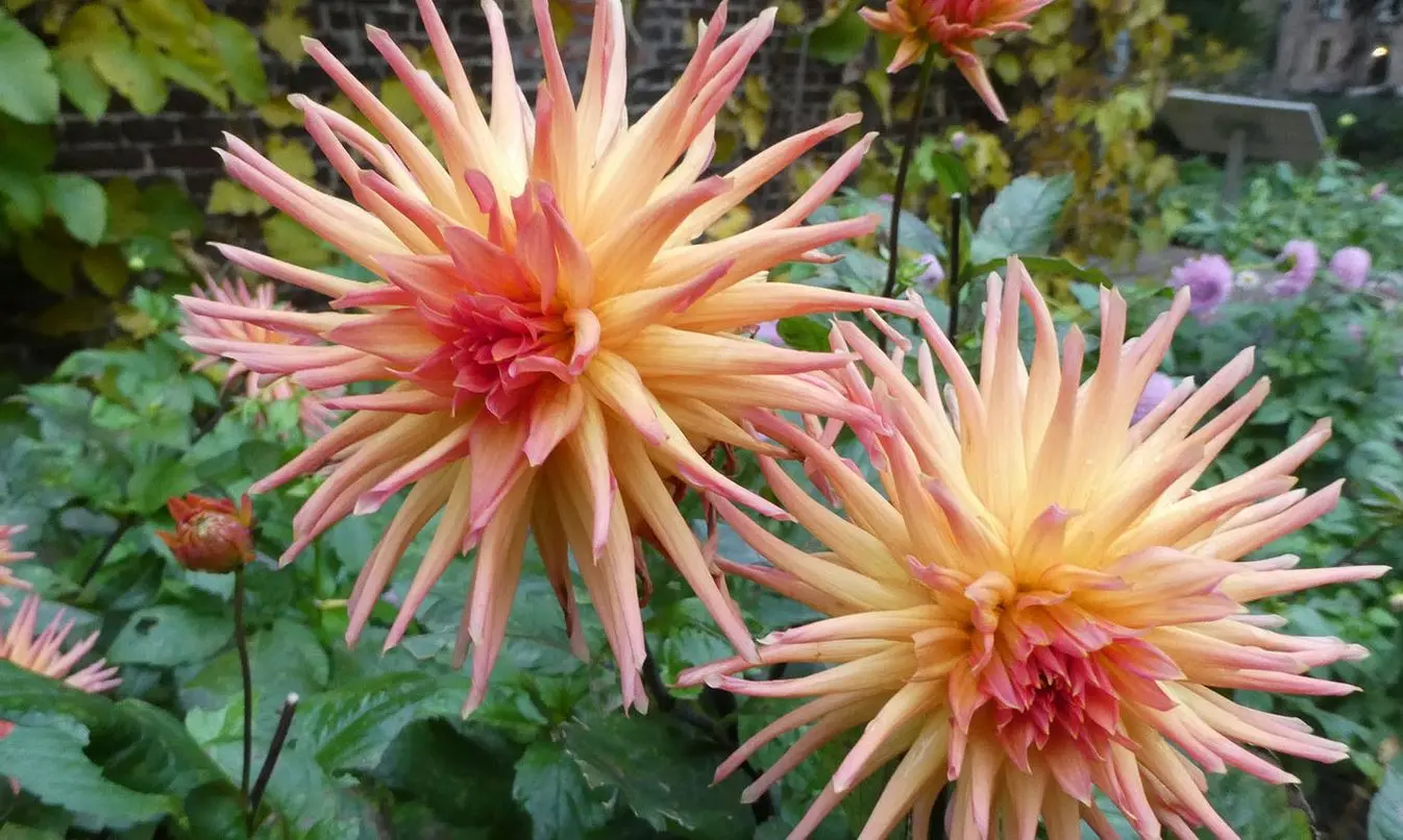 Dahlia City of Alkmaar Tubers