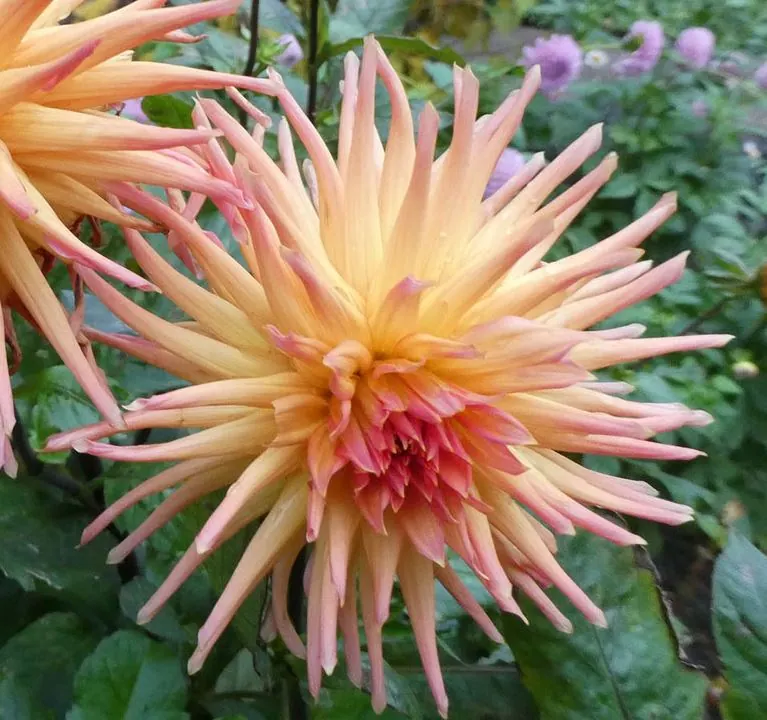 Dahlia City of Alkmaar Tubers - Image 2