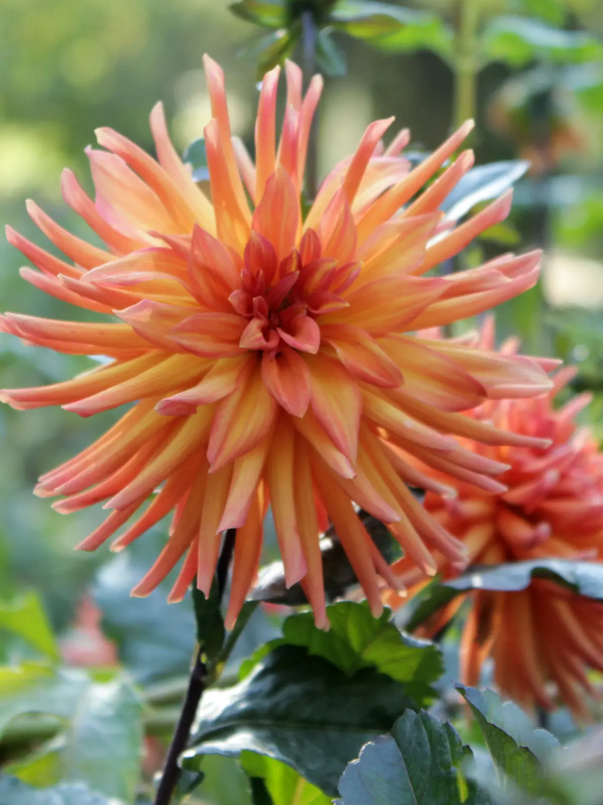 Dahlia City of Alkmaar Tubers