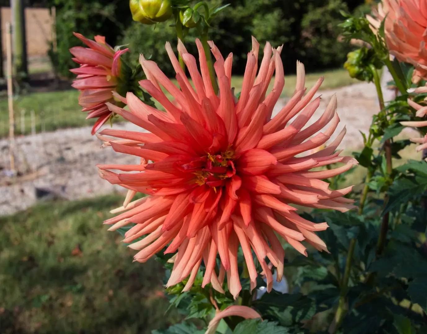 Dahlia City of Rotterdam Tubers