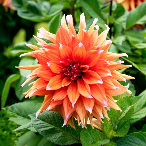 Dahlia Colour Spectacle Tubers