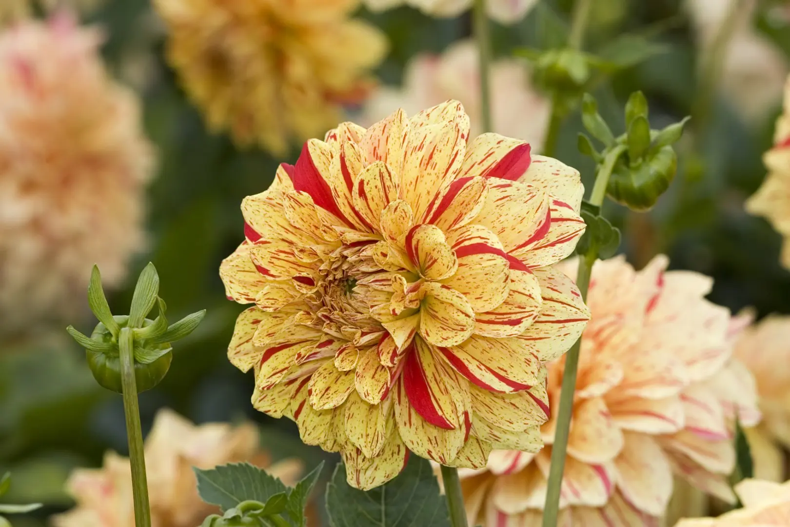 Dahlia Connel’s Gloriosa Tubers