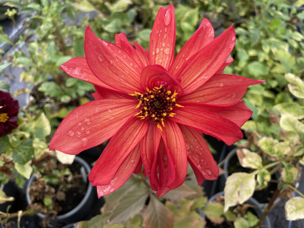 Dahlia Cool Flame Tubers