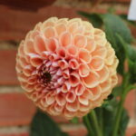 Dahlia Cornel Brons Tubers