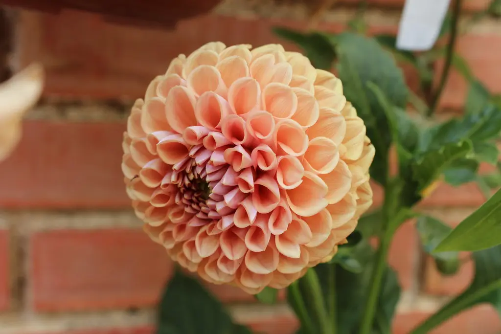 Dahlia Cornel Brons Tubers