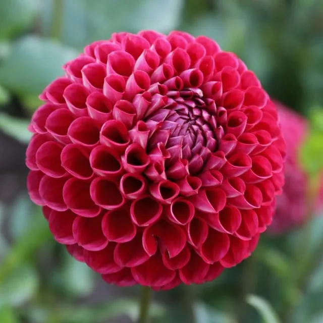 Dahlia Cornel Tubers