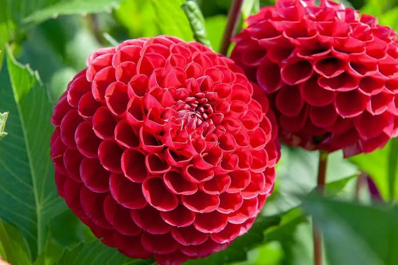 Dahlia Cornel Tubers