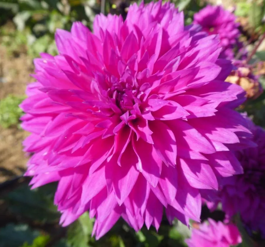 Dahlia Cornwall Island Tubers