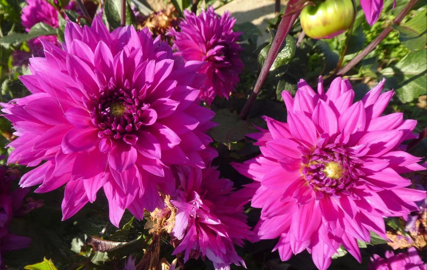 Dahlia Cornwall Island Tubers