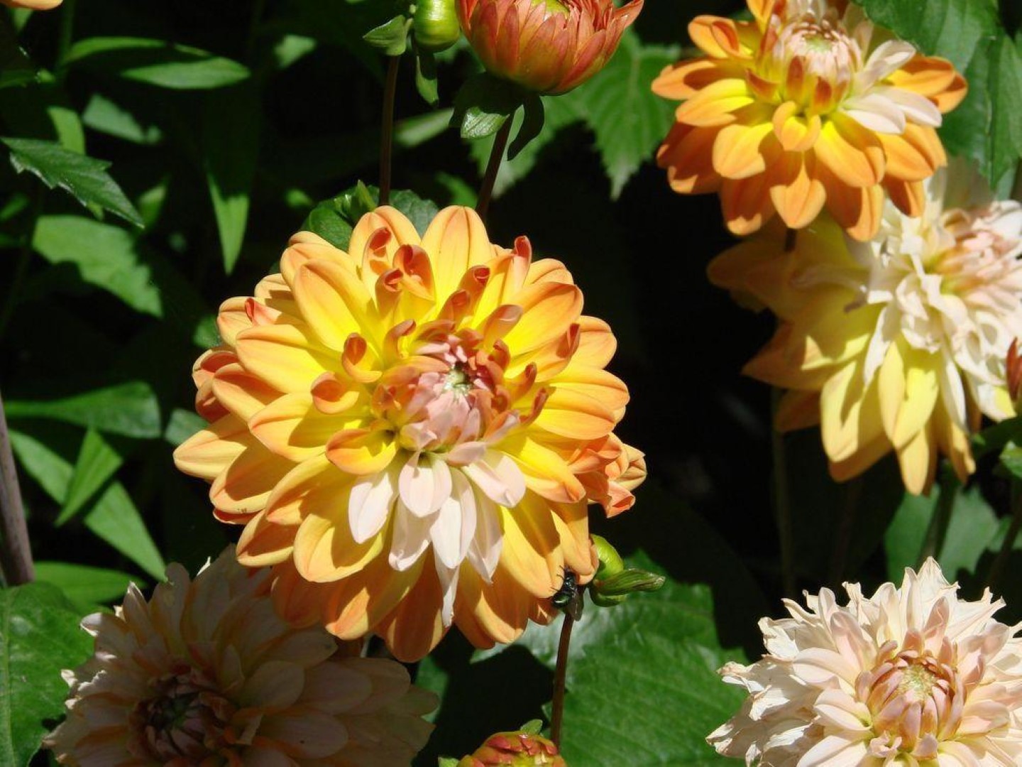 Dahlia Coupe De Soleil Tubers