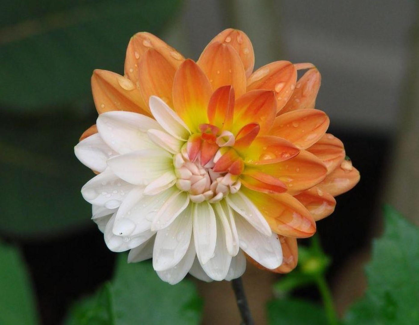 Dahlia Coupe De Soleil Tubers