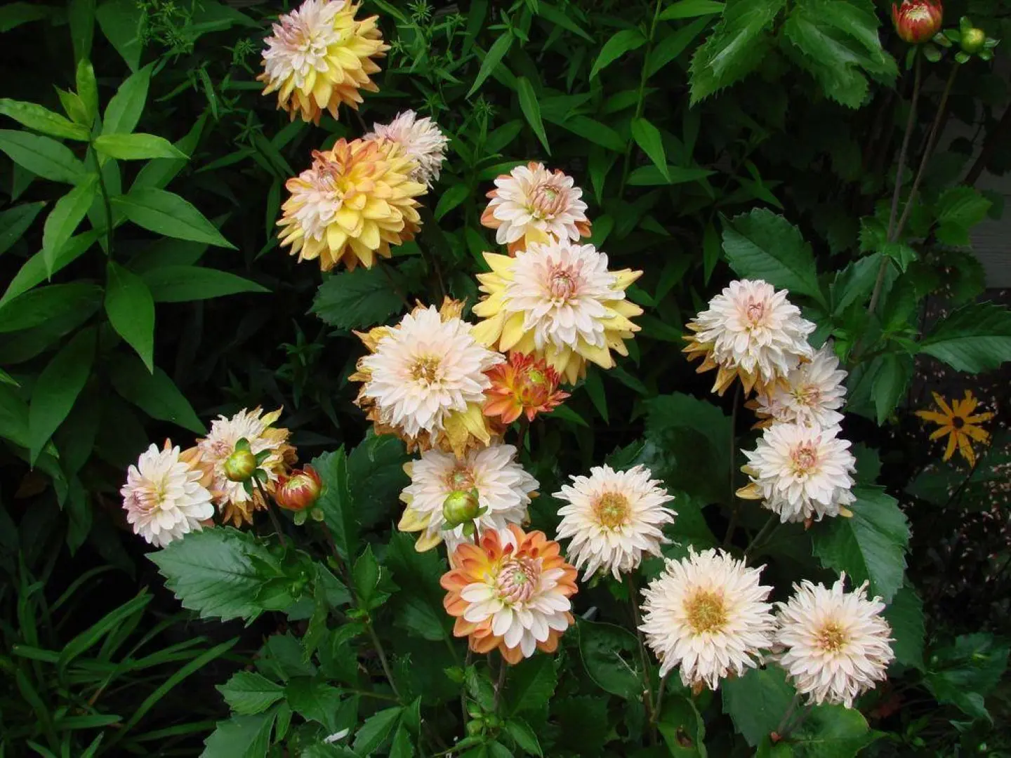 Dahlia Coupe De Soleil Tubers