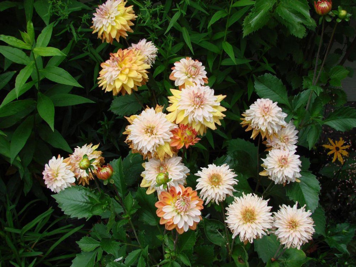 Dahlia Coupe De Soleil Tubers