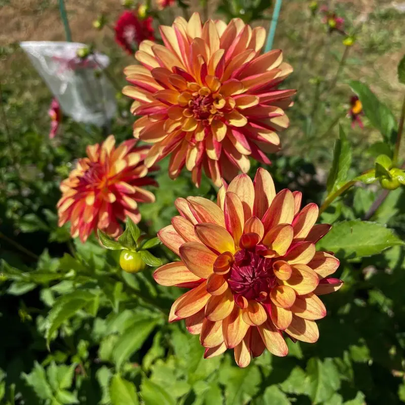 Dahlia Crazy Legs Tubers