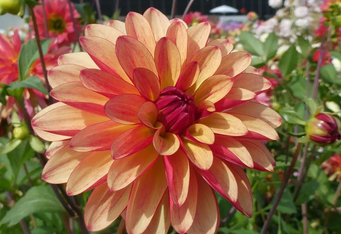 Dahlia Crazy Legs Tubers