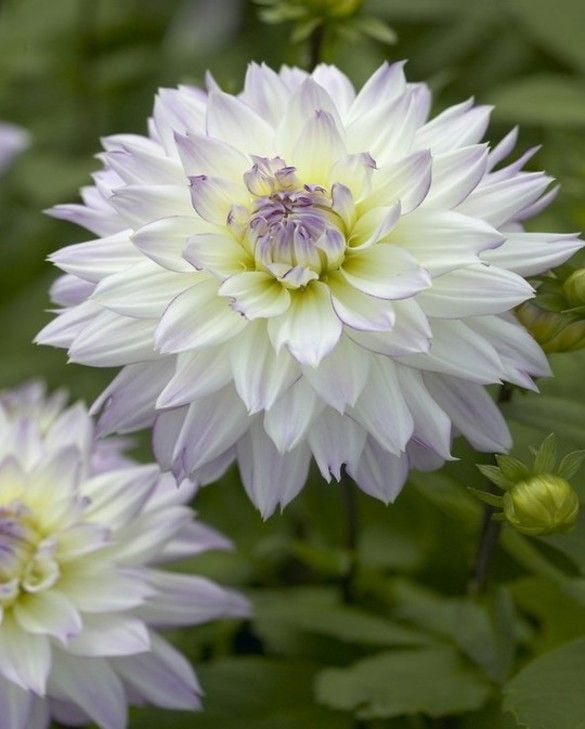 Dahlia Crazy Love Tubers