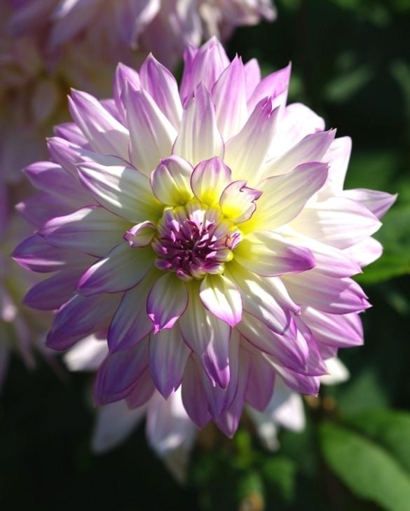 Dahlia Crazy Love Tubers