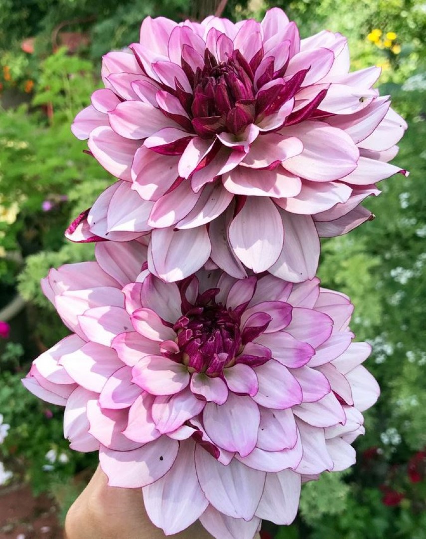 Dahlia Creme de Cassis Tubers