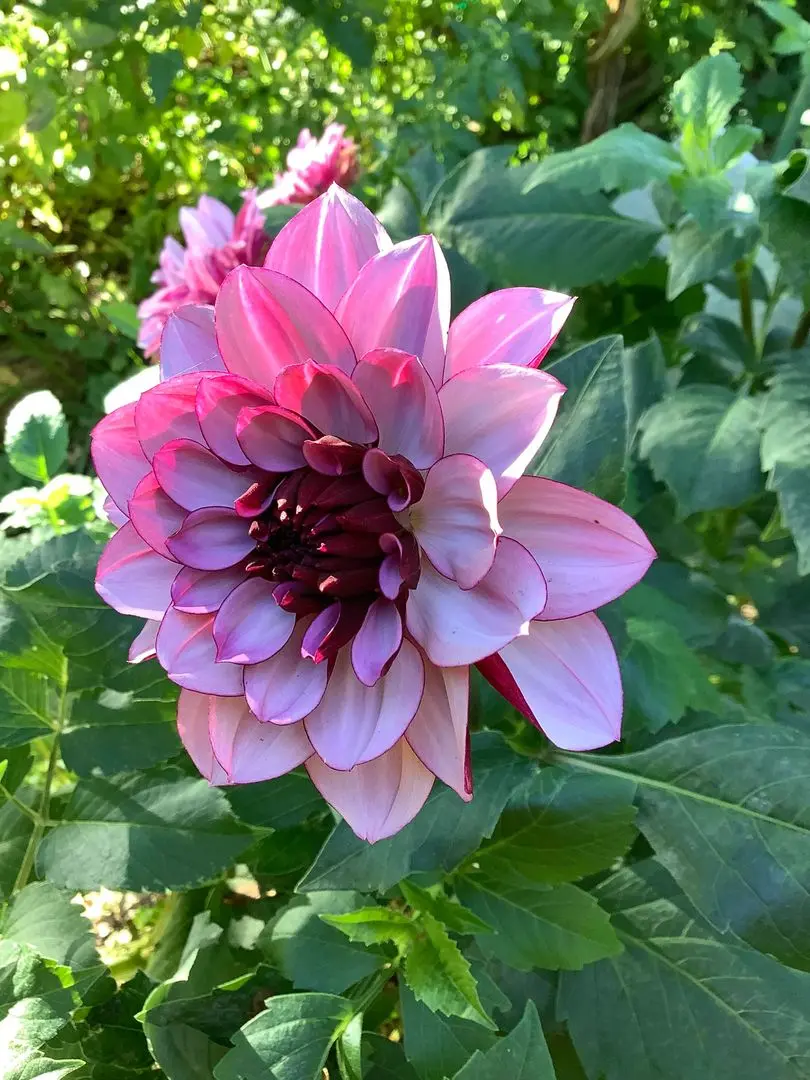 Dahlia Creme de Cassis Tubers