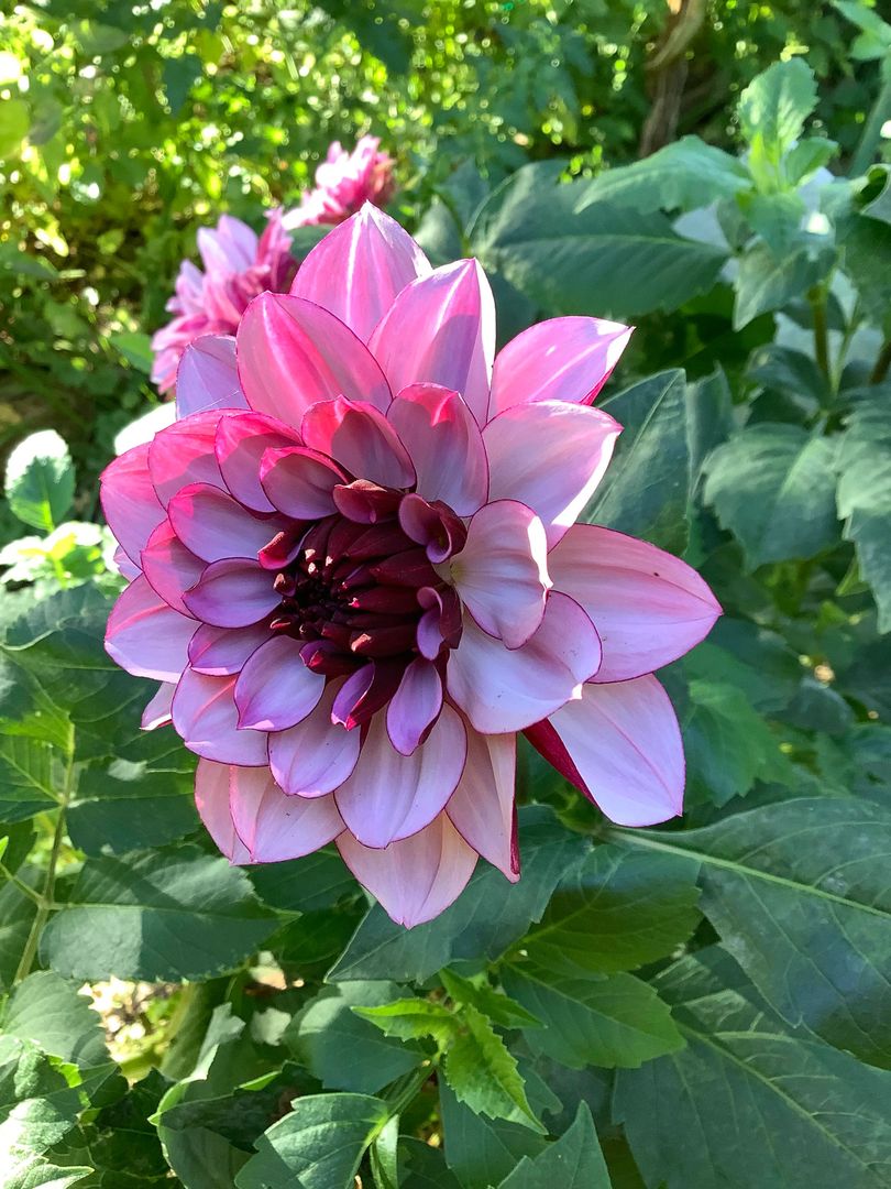 Dahlia Creme de Cassis Tubers