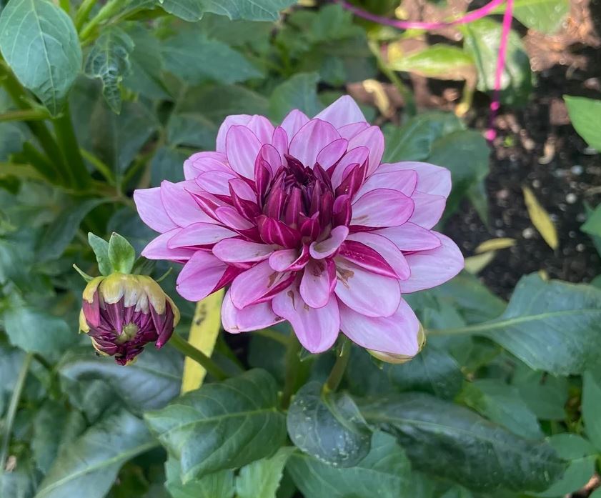 Dahlia Creme de Cassis Tubers