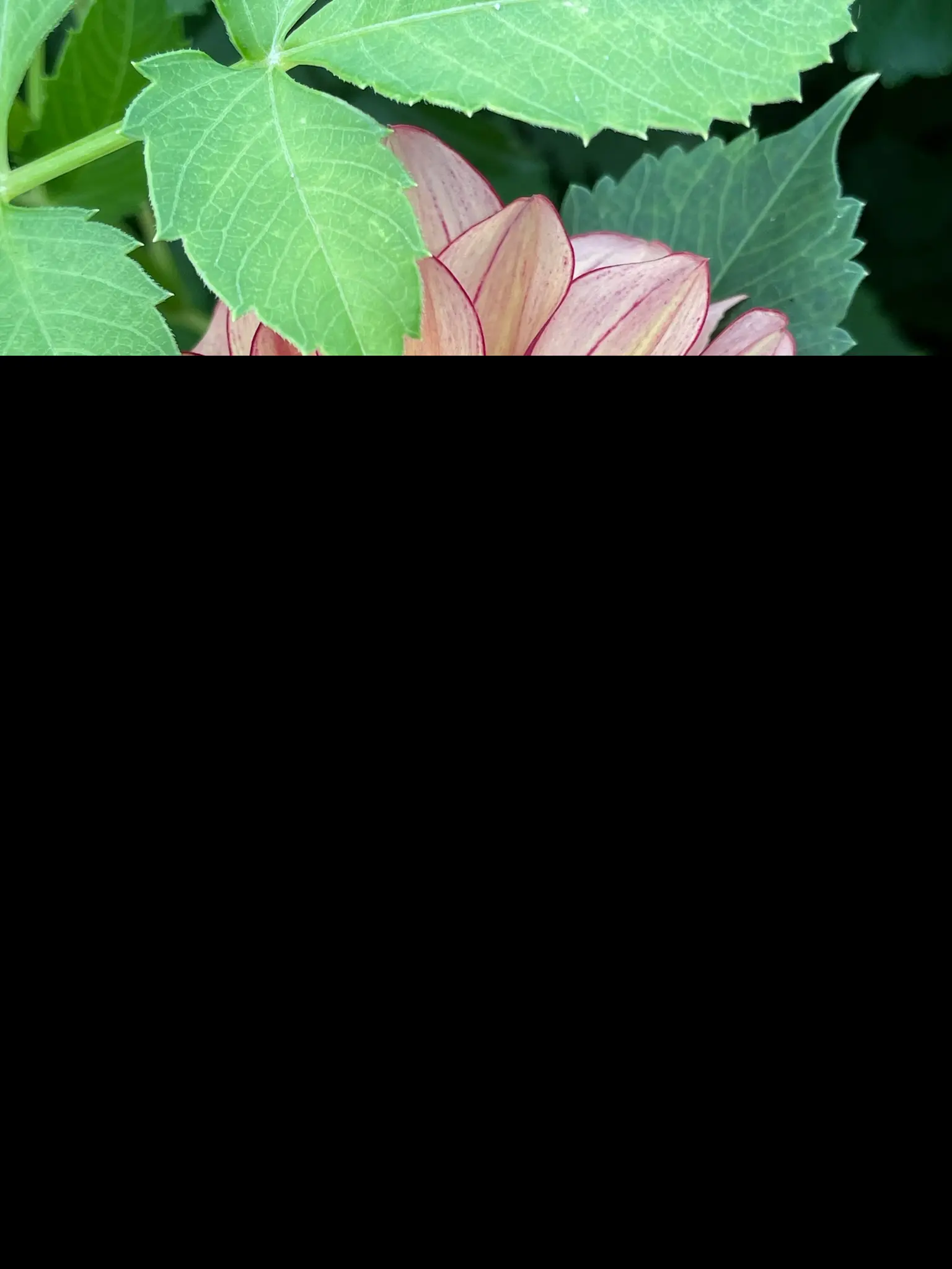 Dahlia Creme de Cognac Tubers