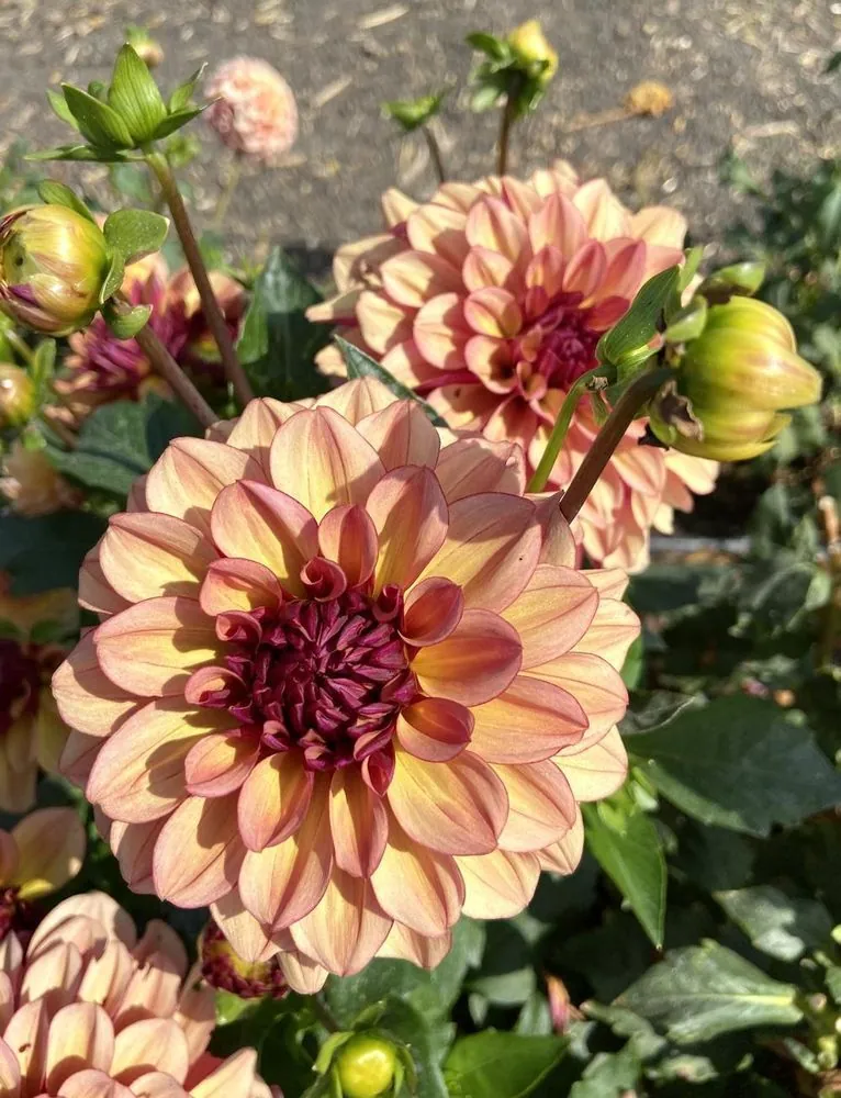 Dahlia Creme de Cognac Tubers