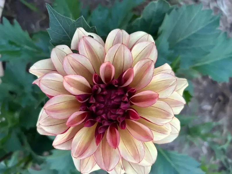 Dahlia Creme de Cognac Tubers