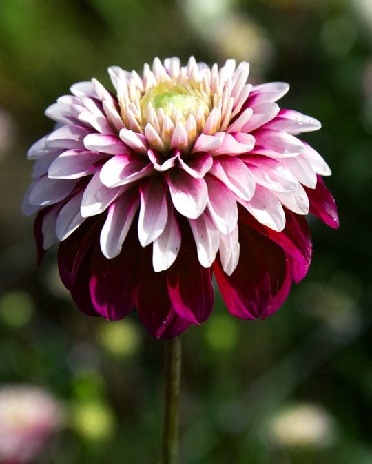 Dahlia Daan Tubers