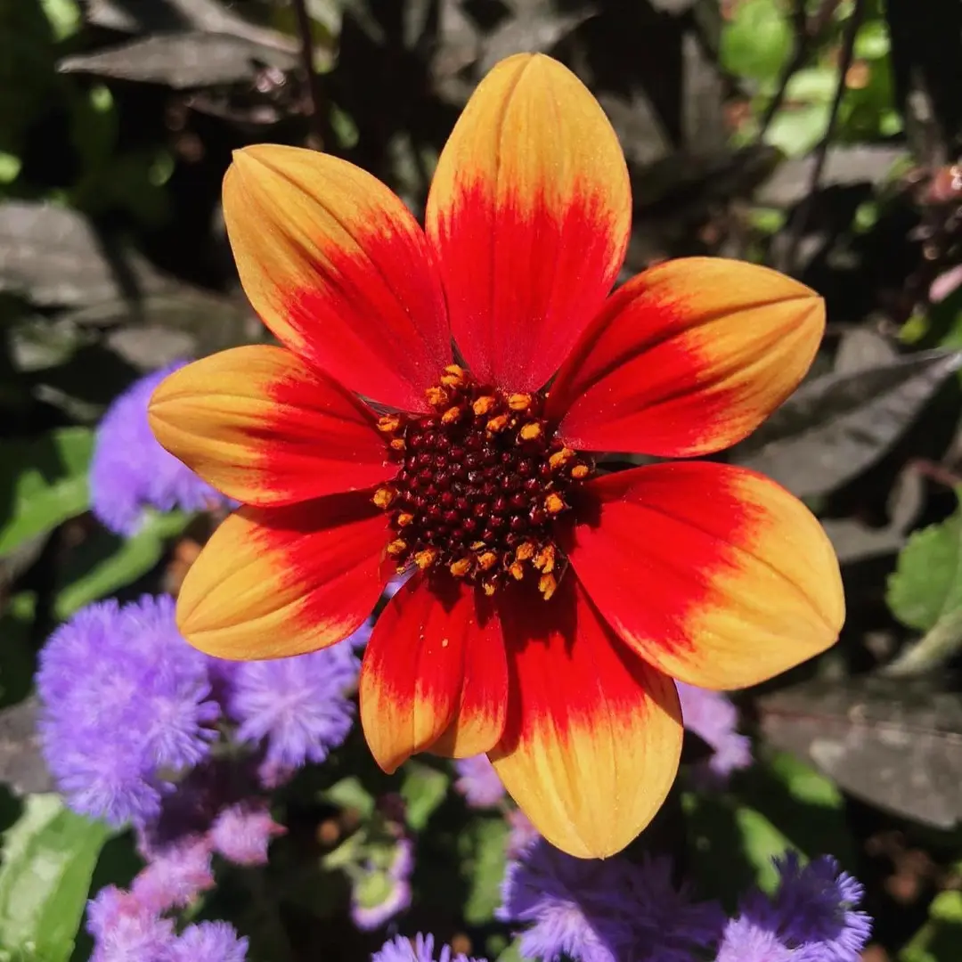 Dahlia Dahlegria Bicolore Tubers