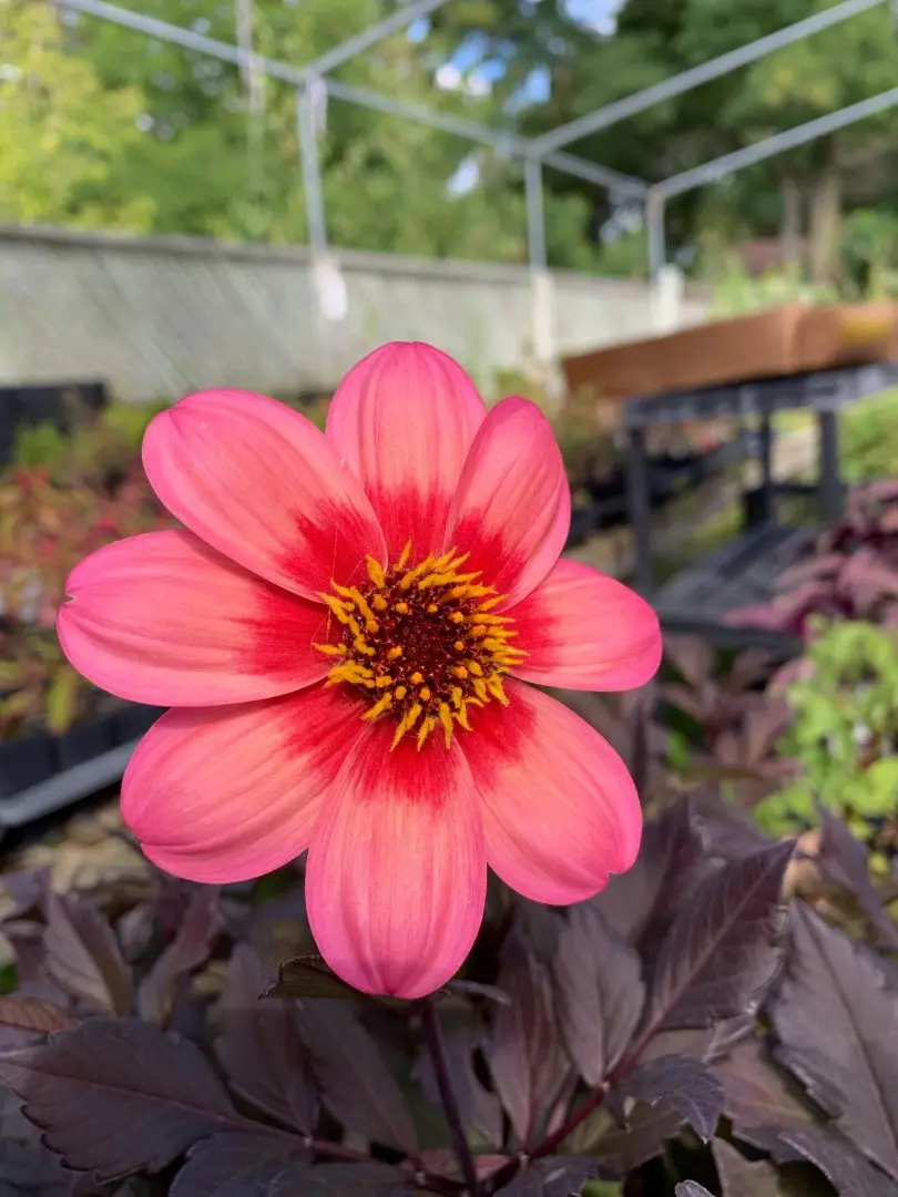 Dahlia Dahlegria Tricolore Tubers