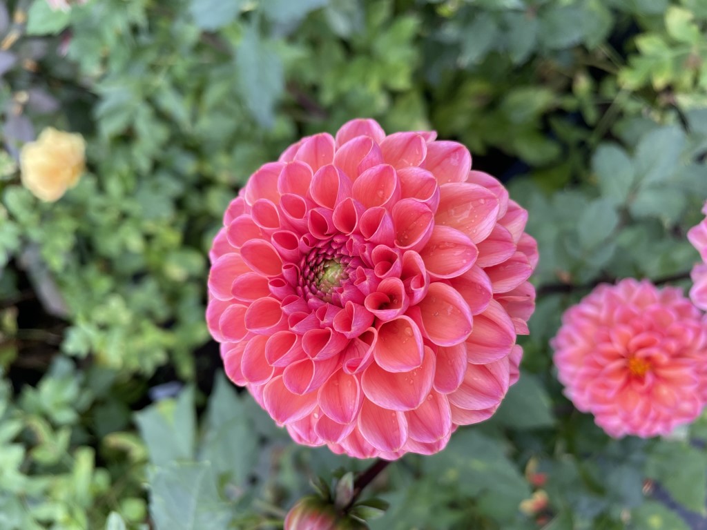 Dahlia Daisy Duke Tubers
