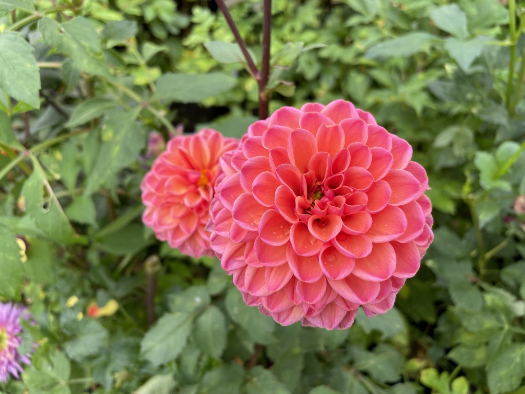 Dahlia Daisy Duke Tubers
