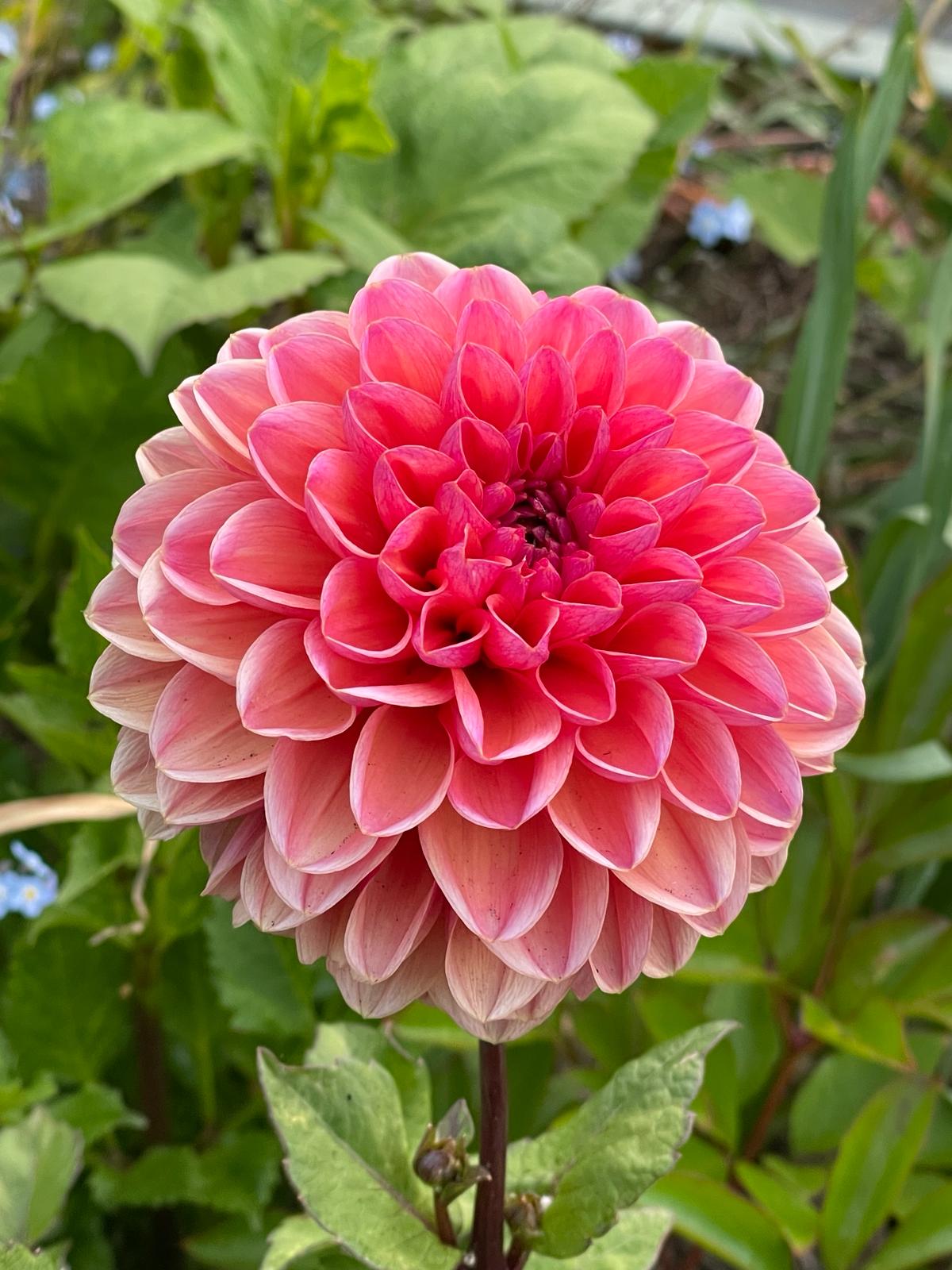 Dahlia Daisy Duke