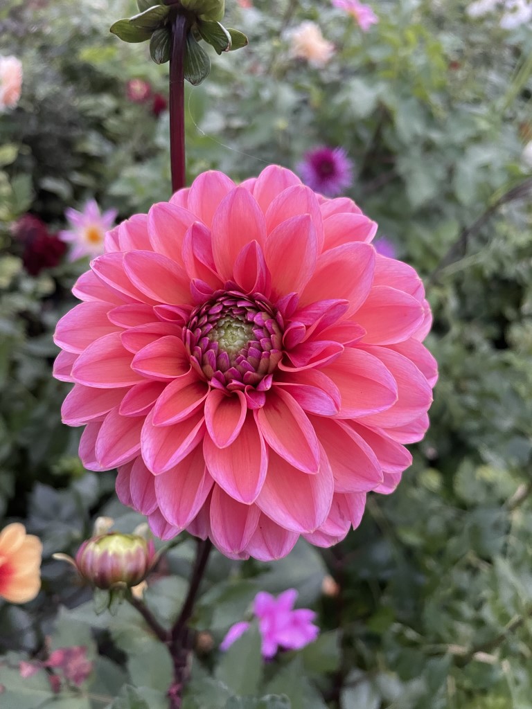 Dahlia Daisy Duke Tubers