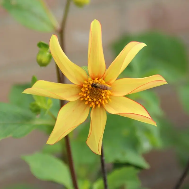 Dahlia Dakota Tubers