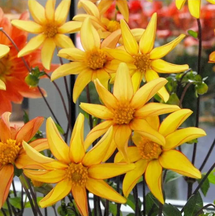 Dahlia Dakota Tubers
