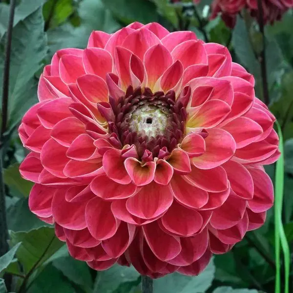 Dahlia Dancing Don Tubers