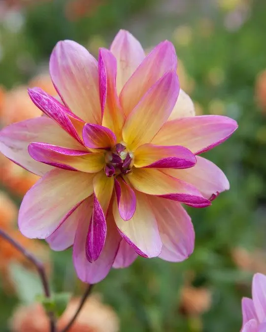 Dahlia Dark Butterfly Tubers