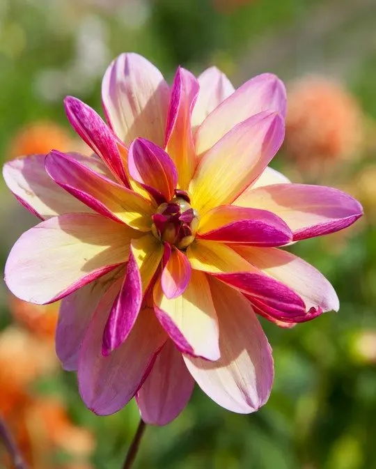 Dahlia Dark Butterfly Tubers