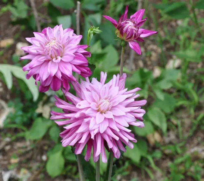 Dahlia Dark Diamond Tubers