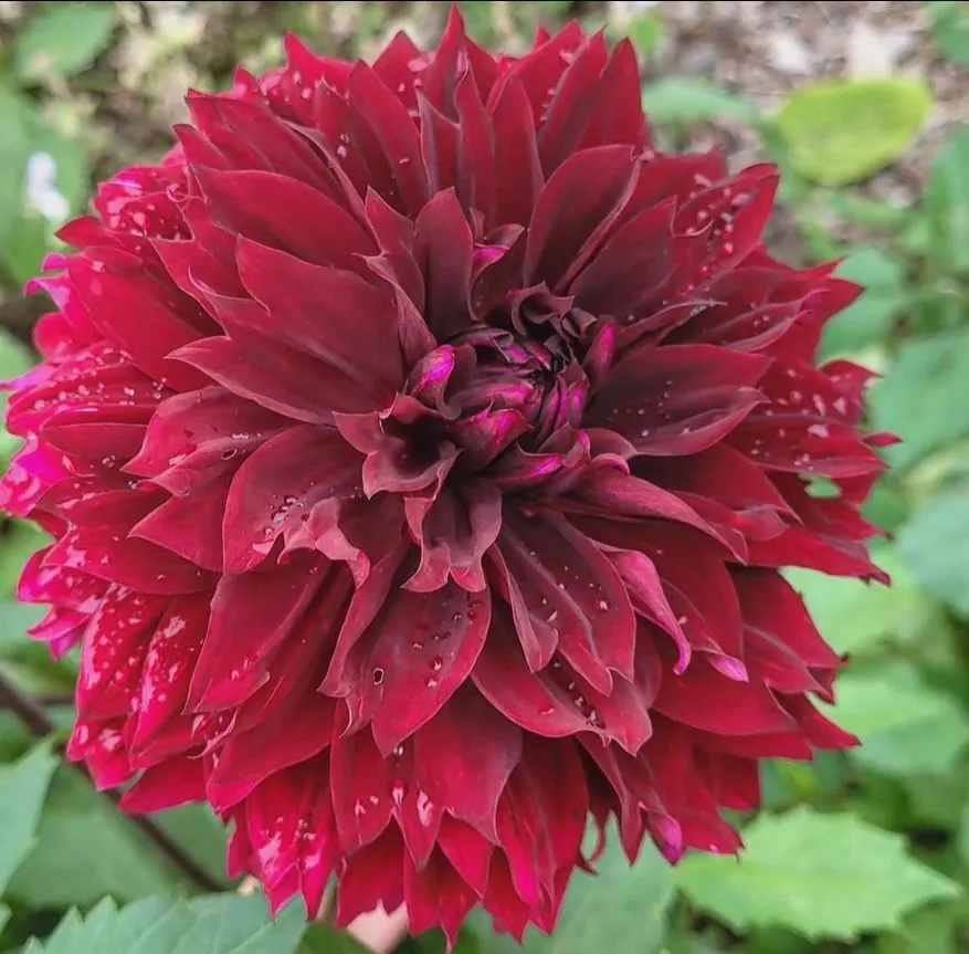 Dahlia Dark Fubuki Tubers