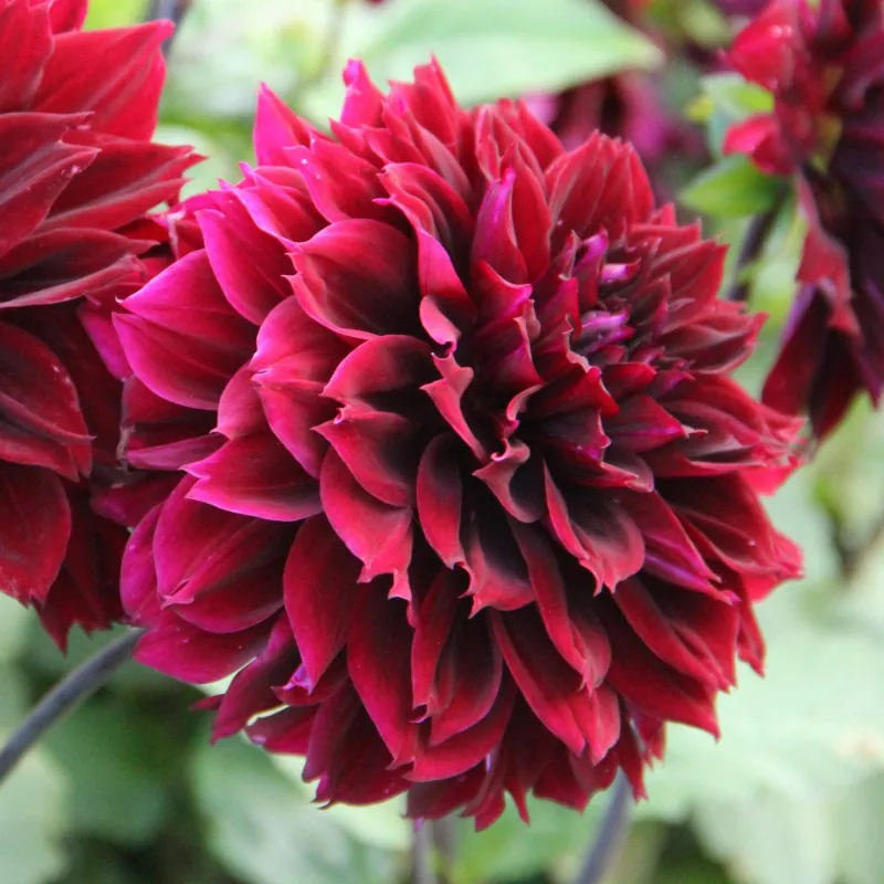 Dahlia Dark Fubuki Tubers