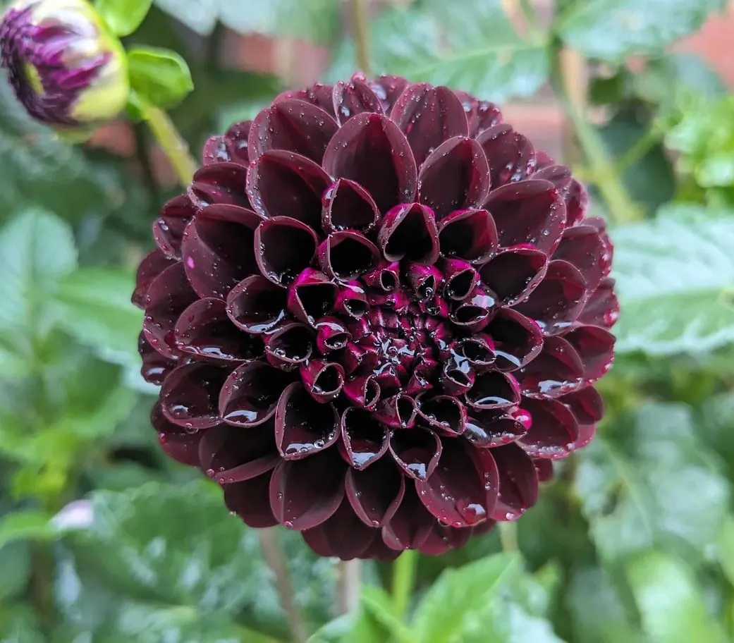 Dahlia Dark Spirit Tubers