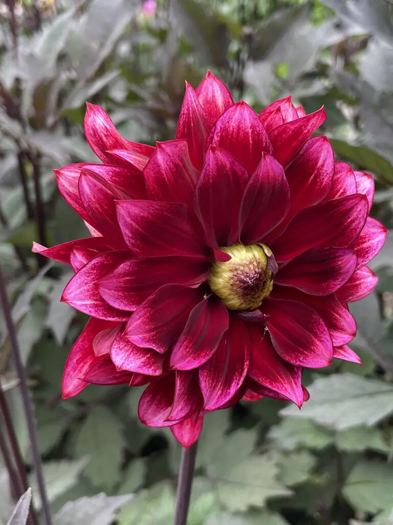 Dahlia Darkarin Tubers