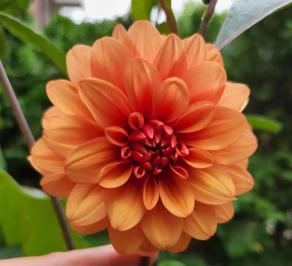 Dahlia David Howard Tubers